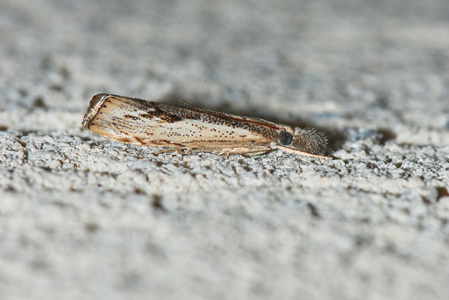 Da identificare - Agriphila trabeatella